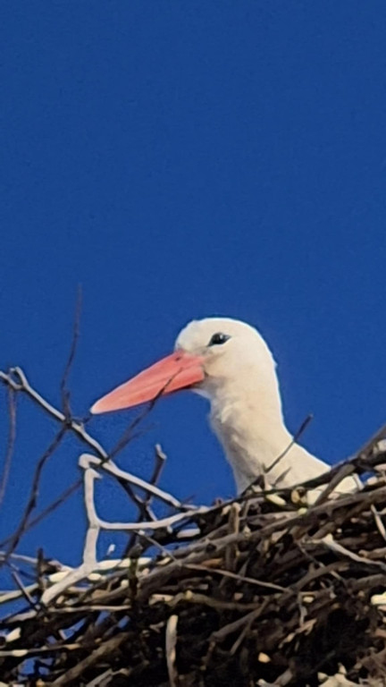 Zimujący Bocian w okolicach Ciechocinka