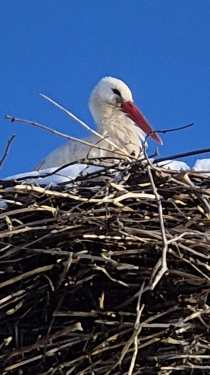 Zimujący Bocian w okolicach Ciechocinka