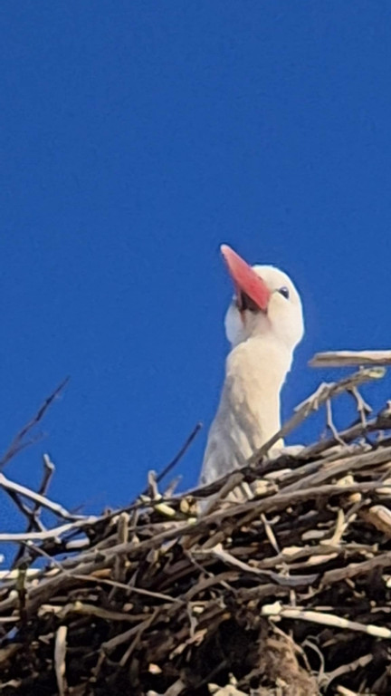 Zimujący Bocian w okolicach Ciechocinka
