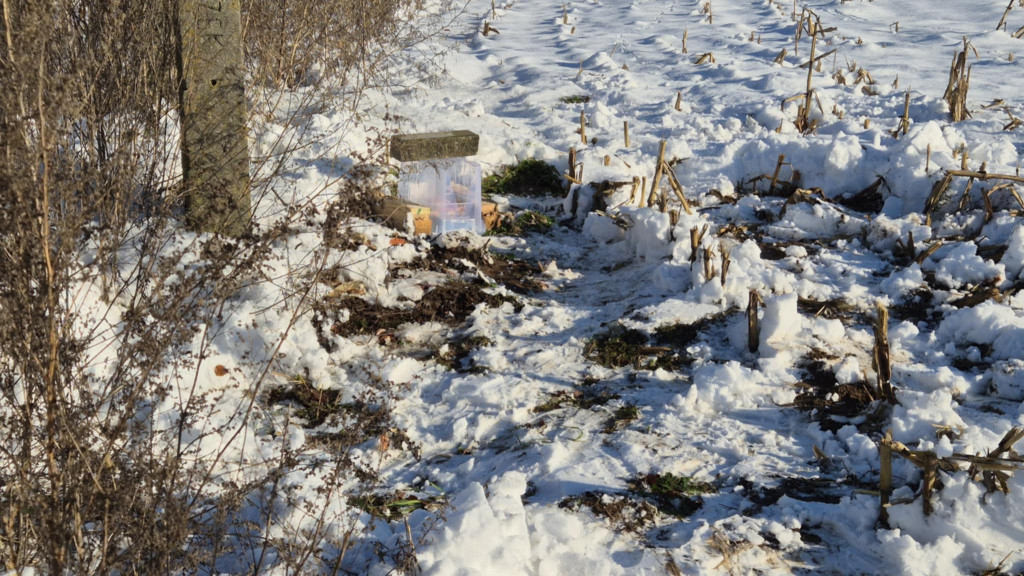 Zimujący Bocian w okolicach Ciechocinka