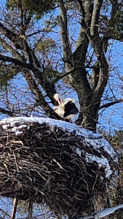 Zimujący Bocian w okolicach Ciechocinka