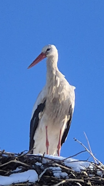 Zimujący Bocian w okolicach Ciechocinka