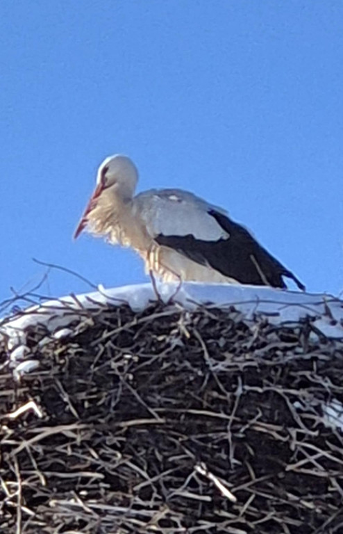 Zimujący Bocian w okolicach Ciechocinka