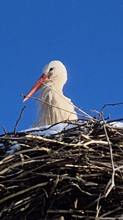 Zimujący Bocian w okolicach Ciechocinka