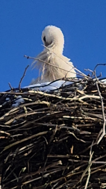 Zimujący Bocian w okolicach Ciechocinka