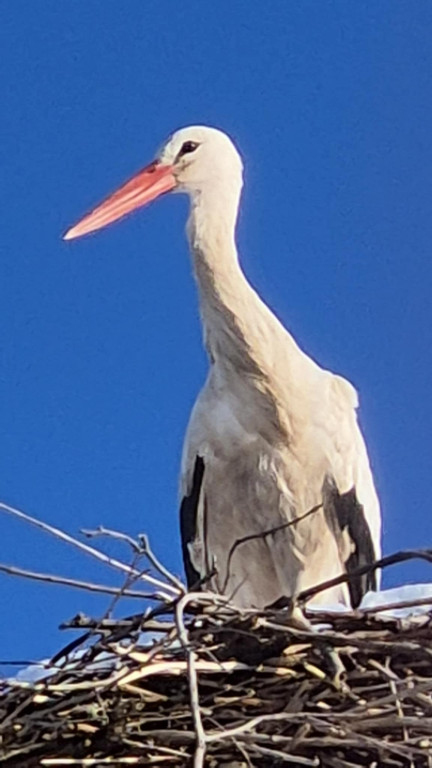 Zimujący Bocian w okolicach Ciechocinka