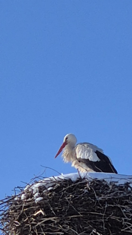 Zimujący Bocian w okolicach Ciechocinka