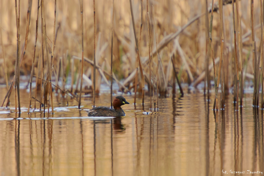 Pamiątka ze spływów