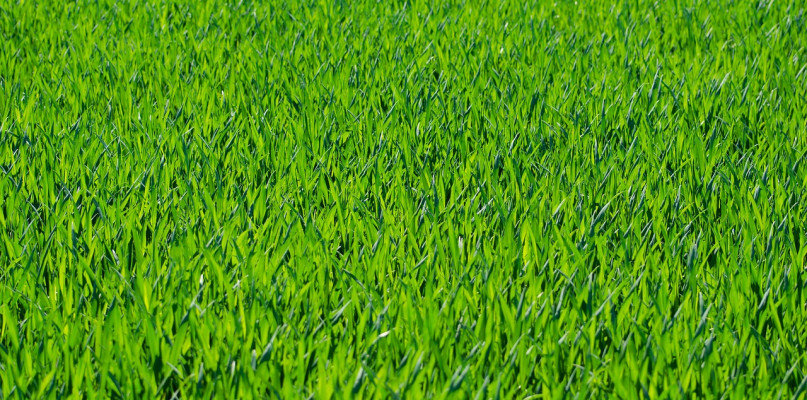 Użytkowa, ozdobna czy uniwersalna - jaka mieszanka traw będzie najlepsza?