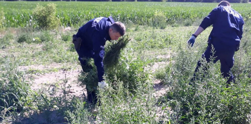 W lipcu aleksandrowscy policjanci wyrywali krzewy konopi. Fot. KPP w Aleksandrowie Kujawskim