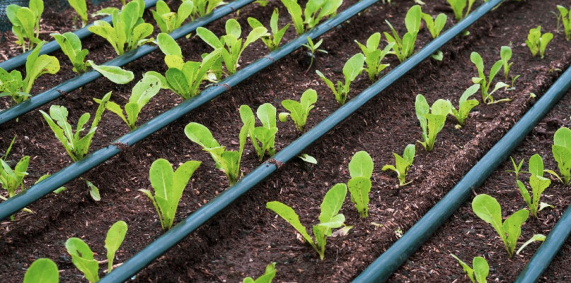 Nawadnianie kropelkowe grawitacyjne, czyli podlewamy rośliny w szklarni