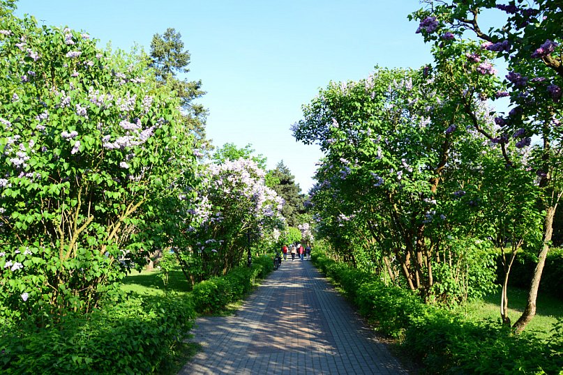 Aleja bzów zaprasza na spacer kuracjuszy.