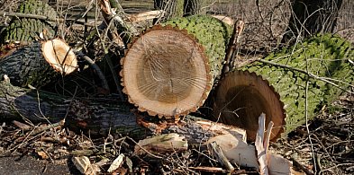 Botanik: strach przed przyrodą sprawia, że ją niszczymy-12631