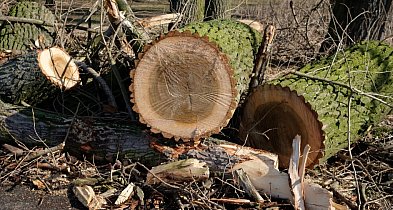 Botanik: strach przed przyrodą sprawia, że ją niszczymy-12631