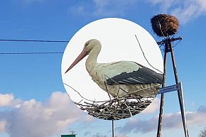 Zimujący Bocian w okolicach Ciechocinka-265