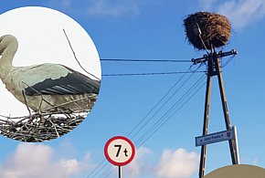 Samotny bocian w okolicy Ciechocinka – Pomóżmy mu przetrwać zimę!-13929