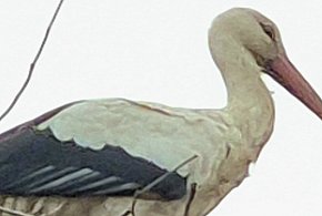 Bocian Wojtek został na Kujawach! Gościnnym mieszkańcom skradł serca!-13995