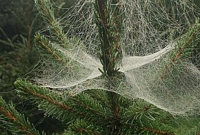 Kupujesz żywą choinkę na święta? Ten szczegół łatwo przeoczyć-14113