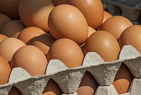 Salmonella wykryta w jajach! GIS wydał pilne ostrzeżenie-14139