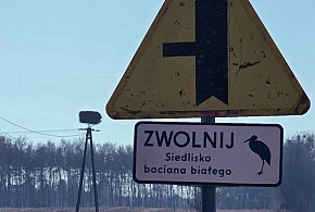 EKO-ALERT: Dziki zwierz znów na językach a ludność bije na alarm!