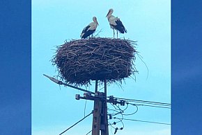 Bociany z Kujaw razem w gnieździe – trwa wysiadywanie jaj i czas nadziei