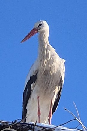 Zimujący Bocian w okolicach Ciechocinka-265
