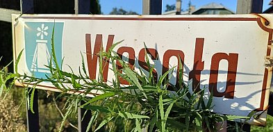 Ciechocinek i konopie: historia i współczesność w uzdrowisku-13662