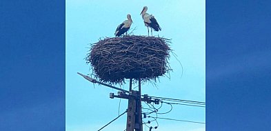 Bociany z Kujaw razem w gnieździe – trwa wysiadywanie jaj i czas nadziei