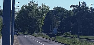 Starcie światów: Niebezpieczny gość na ulicach uzdrowiska