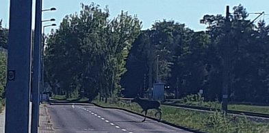 Starcie światów: Niebezpieczny gość na ulicach uzdrowiska