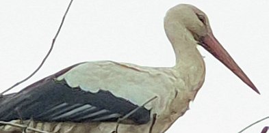 Bocian Wojtek został na Kujawach! Gościnnym mieszkańcom skradł serca!-13995