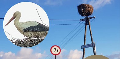 Bocian w okolicy Ciechocinka. Pomóżmy mu przetrwać-13929