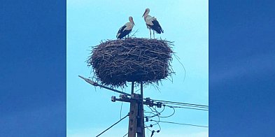 Bociany spod Służewa już wysiadują jaja