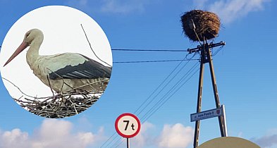 Samotny bocian w okolicy Ciechocinka – Pomóżmy mu przetrwać zimę!-13929