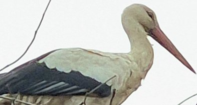 Bocian Wojtek został na Kujawach! Gościnnym mieszkańcom skradł serca!-13995