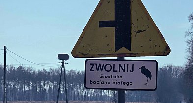 EKO-ALERT: Dziki zwierz znów na językach a ludność bije na alarm!