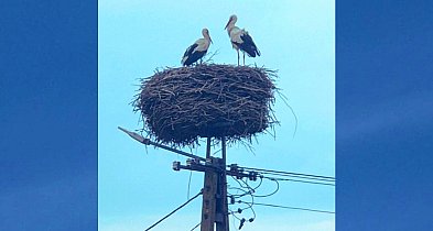 Bociany z Kujaw razem w gnieździe – trwa wysiadywanie jaj i czas nadziei