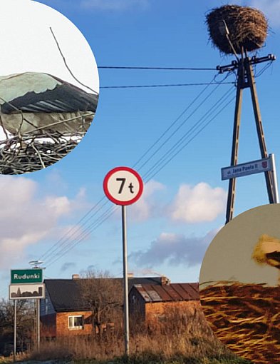 Samotny bocian w okolicy Ciechocinka – Pomóżmy mu przetrwać zimę!-13929