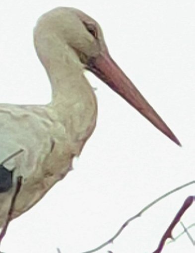 Bocian Wojtek został na Kujawach! Gościnnym mieszkańcom skradł serca!-13995