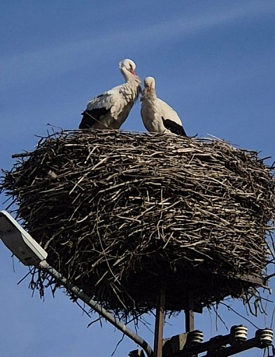 Bociany z Kujaw razem w gnieździe – trwa wysiadywanie jaj i czas nadziei