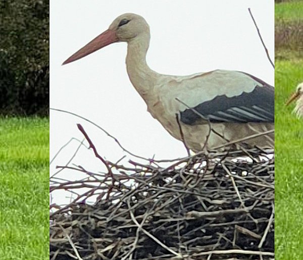 Samotny bocian w okolicy Ciechocinka – Pomóżmy mu przetrwać zimę!-13929
