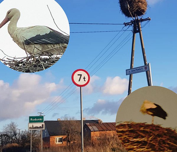 Samotny bocian w okolicy Ciechocinka – Pomóżmy mu przetrwać zimę!-13929