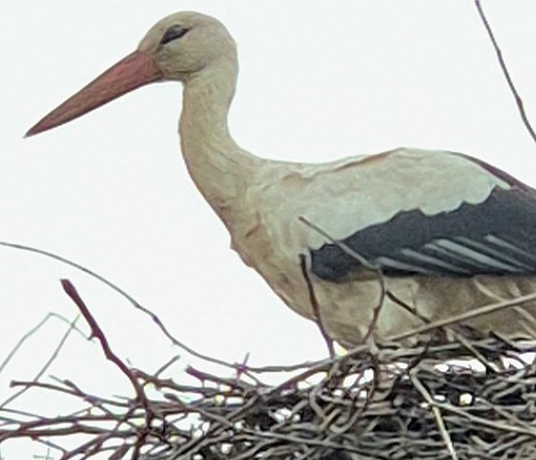 Bocian Wojtek został na Kujawach! Gościnnym mieszkańcom skradł serca!-13995