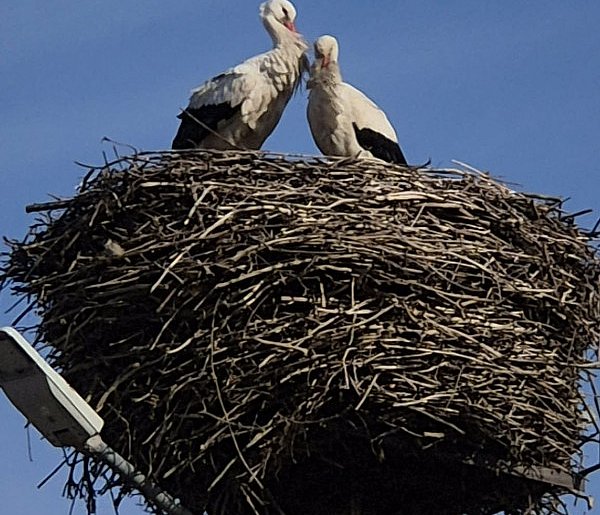Bociany z Kujaw razem w gnieździe – trwa wysiadywanie jaj i czas nadziei