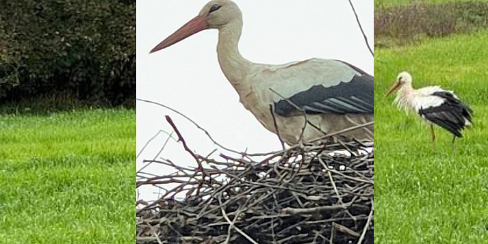 Samotny bocian w okolicy Ciechocinka – Pomóżmy mu przetrwać zimę!