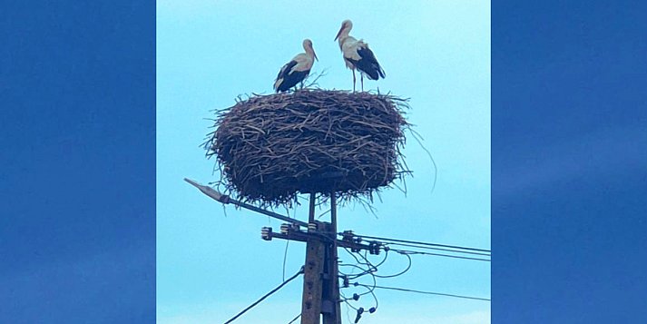 Bociany spod Służewa juz razem! Trwa wysiadywanie jaj