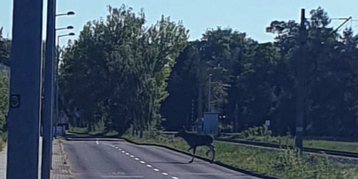 Starcie światów: Niebezpieczny gość na ulicach uzdrowiska