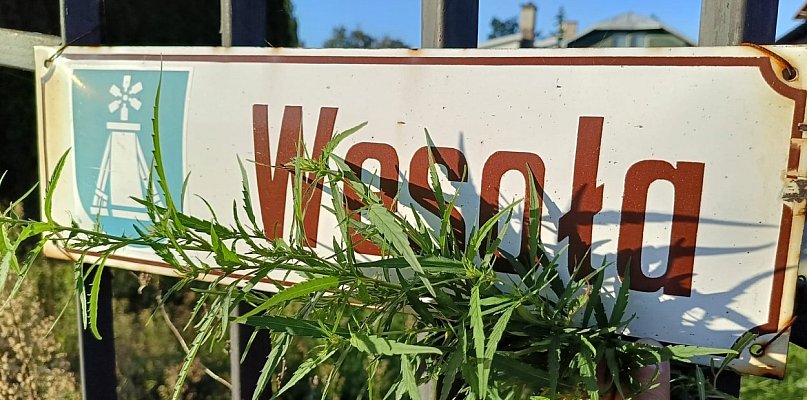 Ciechocinek i konopie: historia i współczesność w uzdrowisku - 13662