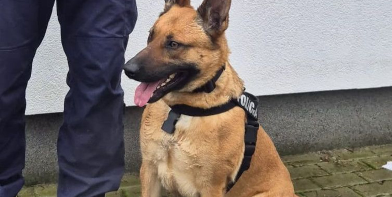 Pies z Brodnicy wytropił włamywacza w Ciechocinku!